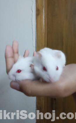 Dwarf Hamsterb(Albino)